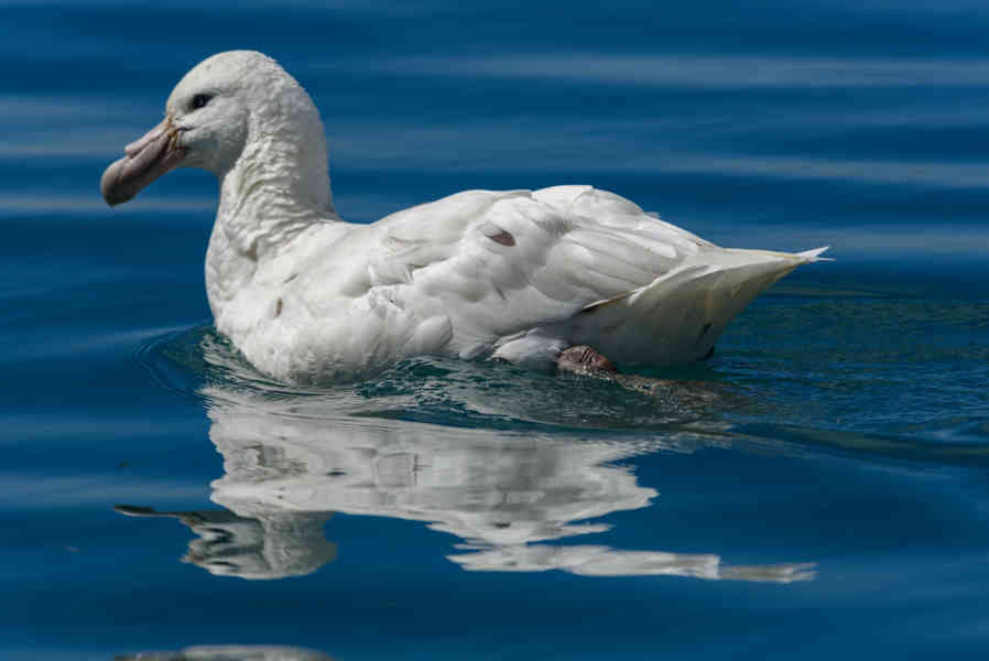 Albatros Real - islas Georgias del Sur 07.jpg